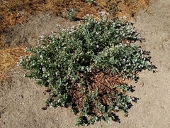 Heliotropium curassavicum