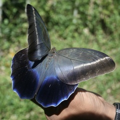 Lepidoptera