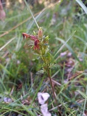 Pedicularis rostratocapitata