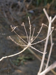 Conium maculatum