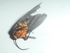 Gnamptonychia ventralis