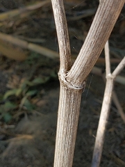 Conium maculatum