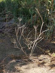 Conium maculatum