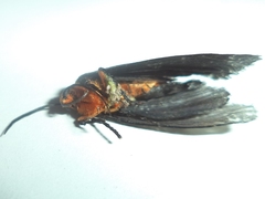 Gnamptonychia ventralis