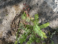 Sphaerophysa salsula