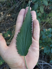 Urtica