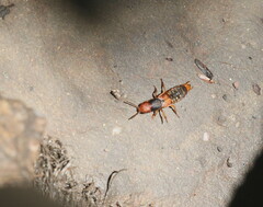 Platydracus immaculatus