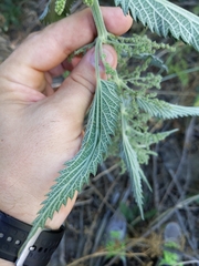 Urtica
