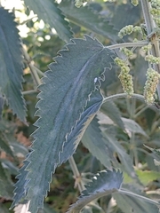 Urtica