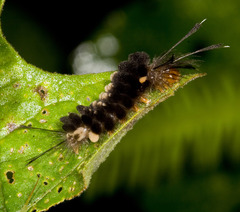 Gymnelia