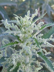 Urtica
