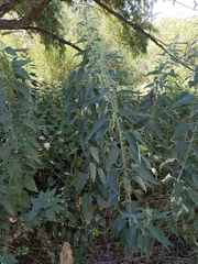 Urtica