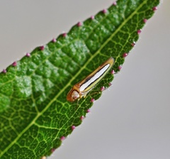 Graphocephala lucasii image