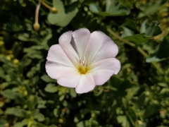 Convolvulus arvensis