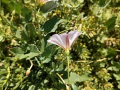 Convolvulus arvensis