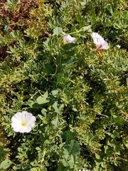 Convolvulus arvensis