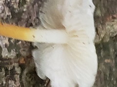 Strobilurus tenacellus