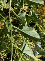 Convolvulus arvensis