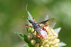 Rhynocoris annulatus