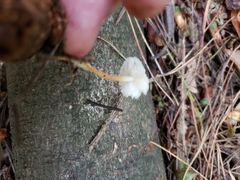 Strobilurus tenacellus