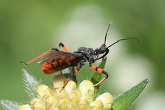 Rhynocoris annulatus