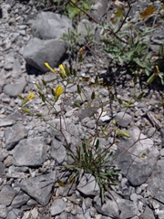 Chondrilla chondrilloides