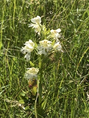 Platanthera praeclara