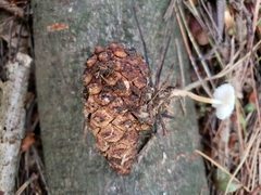 Strobilurus tenacellus