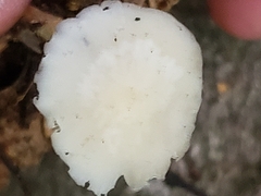 Strobilurus tenacellus