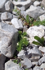 Galium megalospermum