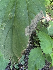 Agromyza pseudoreptans