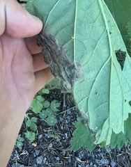 Agromyza pseudoreptans