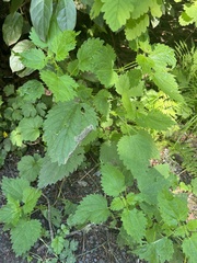 Agromyza pseudoreptans