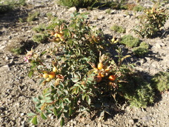 Rosa spithamea