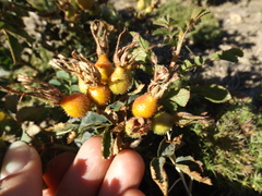 Rosa spithamea