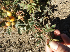 Rosa spithamea