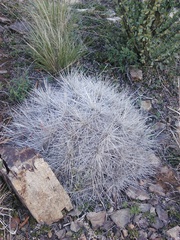 Echinocereus stramineus
