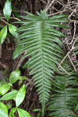 Doodia kunthiana