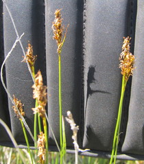 Carex simpliciuscula