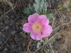 Rosa spithamea