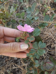 Rosa spithamea