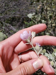 Malacothamnus niveus