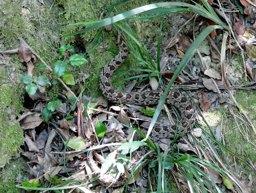 Photo of a Common Night Adder (Causus rhombeatus)