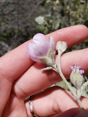 Malacothamnus niveus