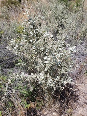 Malacothamnus niveus