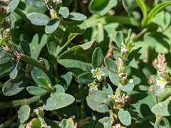 Polygonum arenastrum