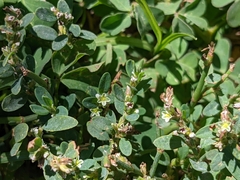 Polygonum arenastrum