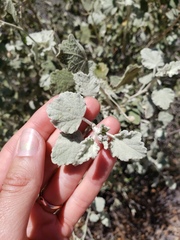 Malacothamnus niveus