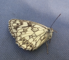 Melanargia galathea