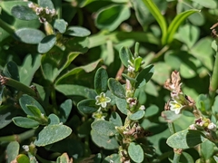 Polygonum arenastrum